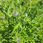 Cirsium feroxFlower