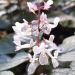 Plectranthus purpuratus