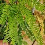 Prosopis juliflora Leaf