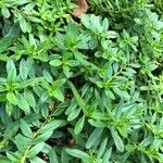 Helianthemum glaucescens Leaf