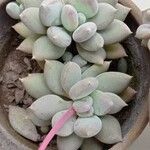 Pachyphytum oviferumLeaf