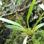 Cyrtochilum weirii