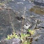 Chrysopogon aciculatus Habit