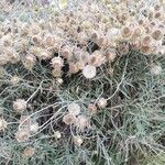 Phagnalon rupestre Fleur