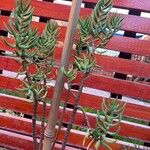 Crassula tetragona Leaf