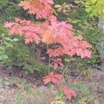 Acer × freemanii পাতা