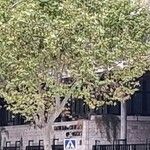 Platanus x hispanicaLiść