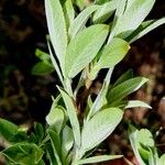 Salix glauca Leaf