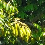 Castanospermum australe Frucht