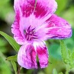 Clarkia amoena Blomma