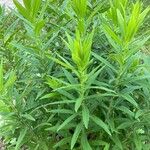 Solidago canadensisFolla