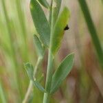 Linum maritimum 葉