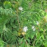Albizia carbonaria Libunga