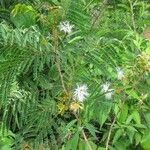 Albizia carbonaria Агульны выгляд