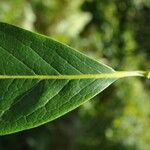 Chionanthus broomeanus Feuille