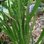 Narcissus cyclamineus Yaprak