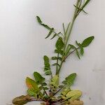 Sisymbrium orientale Folha