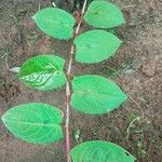 Persicaria chinensis Feuille