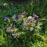 Geranium sylvaticum L.Flower