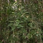Philodendron guttiferum 整株植物