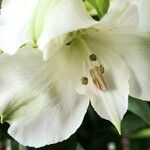 Lilium candidum Blomst