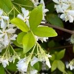 Trachelospermum jasminoides برگ