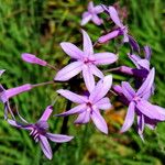 Tulbaghia violacea Kvet