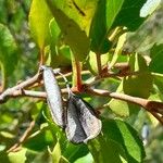 Lomatia hirsuta Fruit