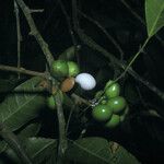 Protium heptaphyllum Fruit