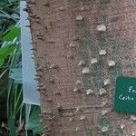 Ceiba pentandra Bark