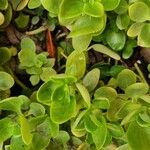 Crassula multicava List