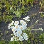 Achillea ptarmica Flor