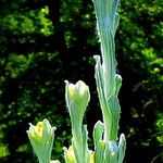Helichrysum graveolens ᱵᱟᱦᱟ