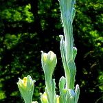 Helichrysum graveolens Çiçek