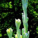 Helichrysum graveolens