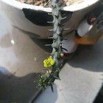 Euphorbia flanaganii പുഷ്പം