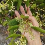 Laguncularia racemosa Blomma