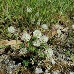 Trifolium nigrescens 花