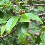 Plinia cauliflora Blatt