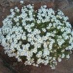 Argyranthemum adauctum Flower