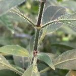 Ruellia humilis Bark