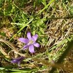 Brodiaea coronaria Õis