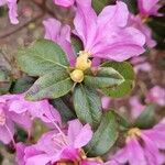 Rhododendron lapponicum পাতা