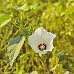 Hibiscus laevis Õis