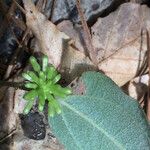 Smilax pumila Habitus