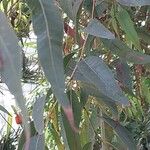 Corymbia citriodora Leaf