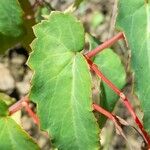 Begonia boliviensis 葉