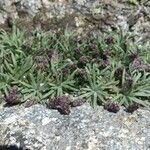 Plantago sarda Other