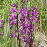 Anacamptis × alata Flower