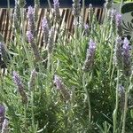 Lavandula dentata Кветка